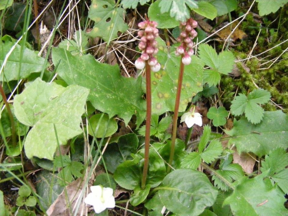 Pyrola minor / Piroletta minore